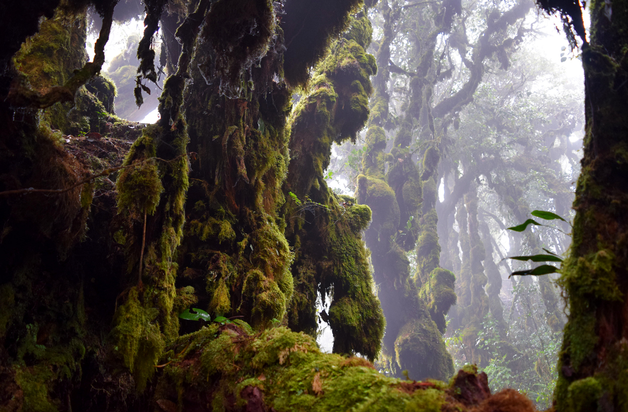 Cameron Highlands Mossy Forest